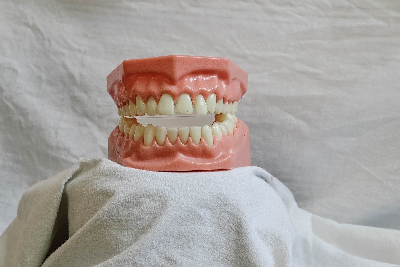 teeth, dental, dental model, mouth, model, dental training tool, dentist, bite, dentistry, molar, dental, dental, dental, dental, dental, dentist, dentist, dentistry, dentistry